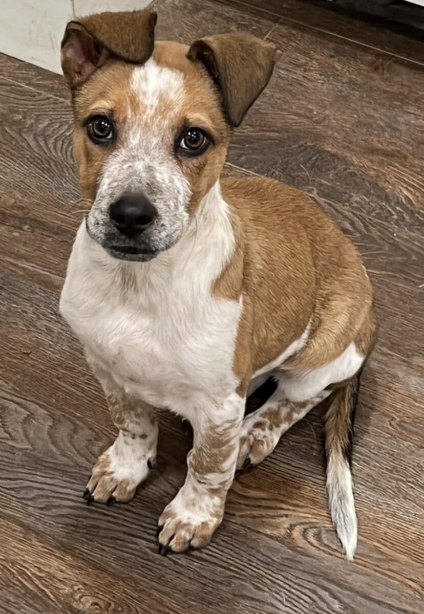 Barley - Valley Dog Rescue of Texas