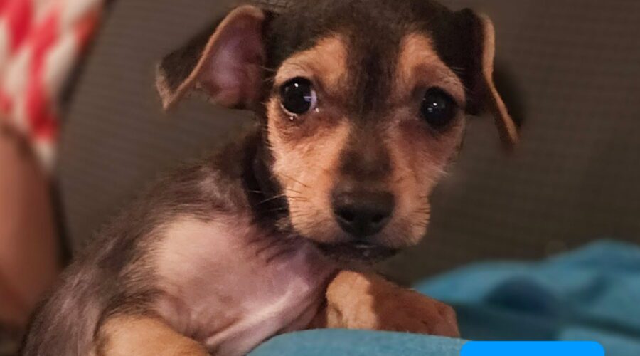 Chip - Valley Dog Rescue of Texas