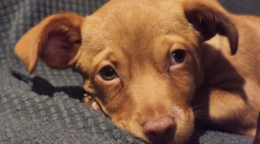 Clifford - Valley Dog Rescue of Texas